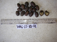 Tetrastigma maluense image