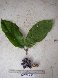 thumbnail image of current specimen