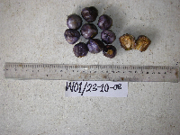 thumbnail image of current specimen