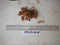 Trophis scandens image