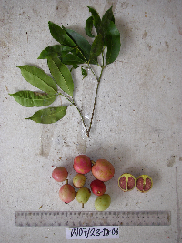 Garcinia assugu image