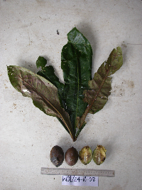 Terminalia kaernbachii image