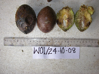 Terminalia kaernbachii image