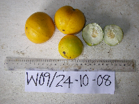 Voacanga grandifolia image