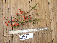 Thumbnail image of current specimen