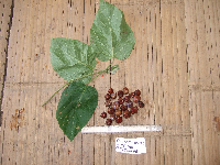 Gmelina moluccana image