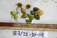 Pometia pinnata image