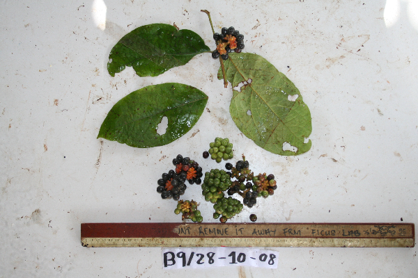 Steganthera hirsuta image