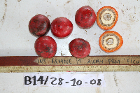 Chlaenandra ovata image