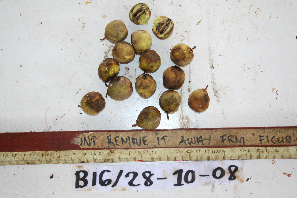 Tristiropsis acutangula image