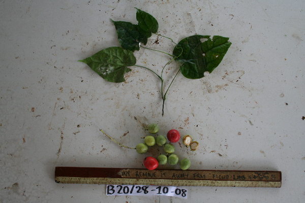 Menispermaceae image