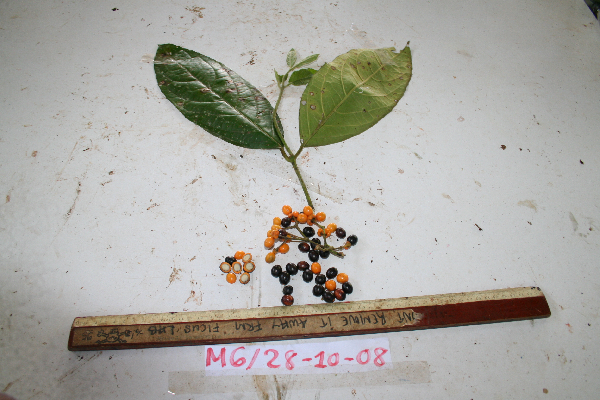 Kibara coriacea image