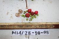 Phaleria perrottetiana image