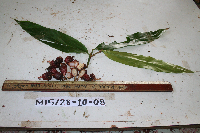 Meistera aculeata image