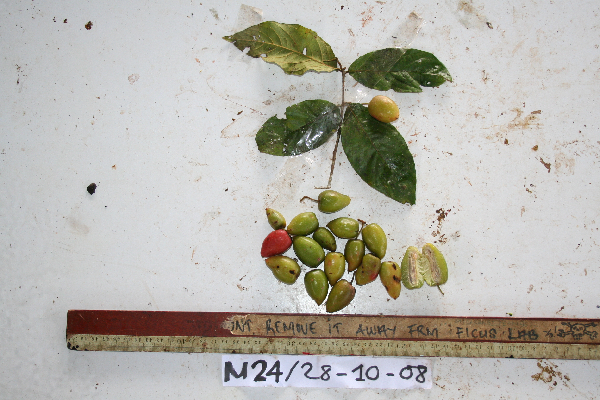 Aceratium oppositifolium image