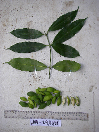 Spondias dulcis image