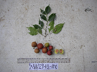 Garcinia assugu image