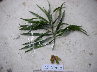 Dracaena angustifolia image