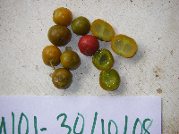 Dracaena angustifolia image