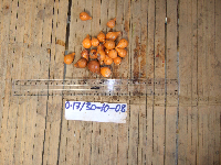 Microcos tetrasperma image