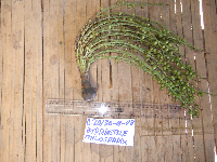 Hydriastele wendlandiana image
