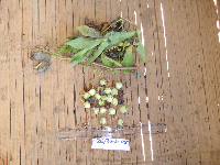 Manihot esculenta image