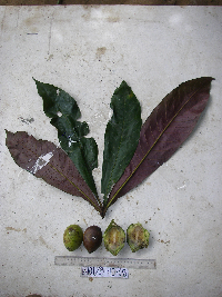 Terminalia kaernbachii image