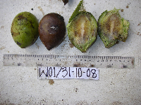 Terminalia kaernbachii image