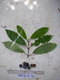 Gmelina moluccana image