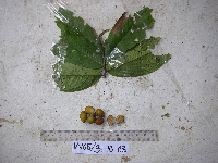 Polyalthia longirostris image