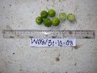 Garcinia assugu image