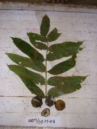 Dracontomelon dao image