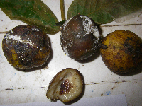 Dracontomelon dao image