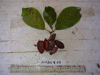 Terminalia impediens image