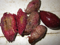 Terminalia impediens image