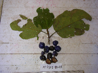 thumbnail image of current specimen