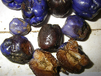 thumbnail image of current specimen