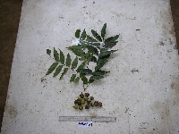 Tristiropsis acutangula image