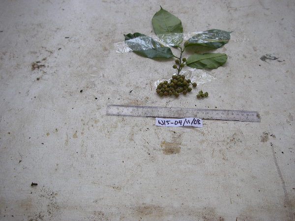 Maclura cochinchinensis image