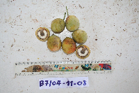 Chlaenandra ovata image