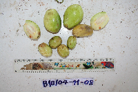 Garcinia assugu image