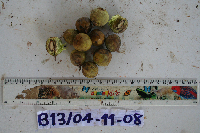 Tristiropsis acutangula image