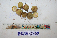Microcos argentata image