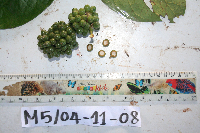 Steganthera hirsuta image
