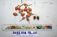 thumbnail image of current specimen