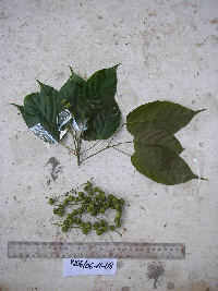 thumbnail image of current specimen