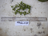 thumbnail image of current specimen