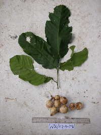 Chisocheton lasiocarpus image