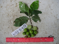 Garcinia assugu image