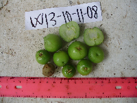 Garcinia assugu image